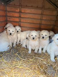 Cuccioli di maremmani