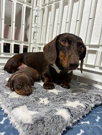 Bassotto PEDIGREE ENCI cioccolato femmina maschio
