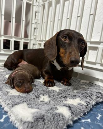Bassotto PEDIGREE ENCI cioccolato femmina maschio