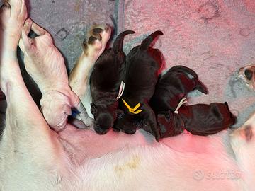 Cuccioli Labrador miele e chocolate
