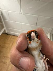 Cardellino nostrano gola bianca