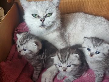 Gattino schottis fold straight shorthair cuccioli