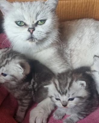 Gattino schottis fold straight shorthair cuccioli