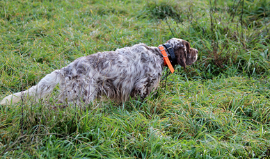 Setter Inglese da caccia