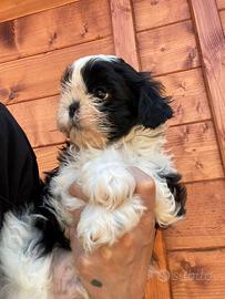 Shitzu shitzu shi-tzu