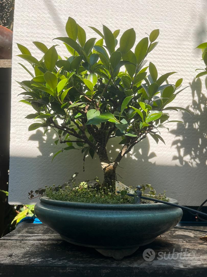 Bonsai Ficus Surocia Giardino e Fai da te In vendita a La Spezia