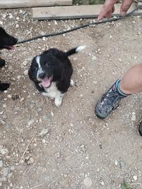 Cuccioli Pastore Lagorai