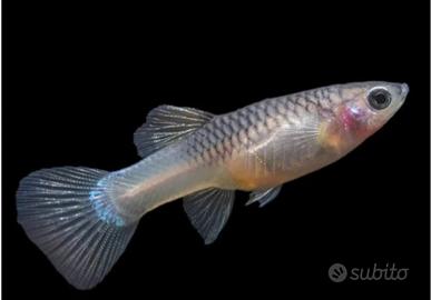 Guppy femmina