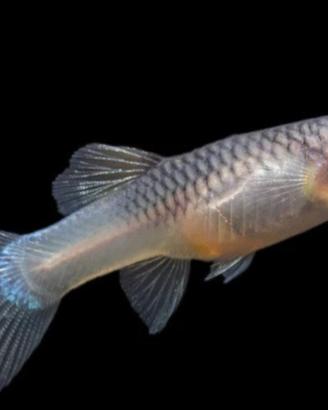 Guppy femmina