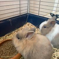 Adozione x due coniglietti nani a testa di leone