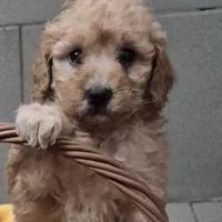 Barboncina Toy deliziosa