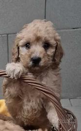 Barboncina Toy deliziosa