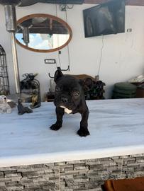 Bulldog francese maschietto