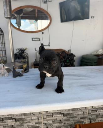 Bulldog francese maschietto
