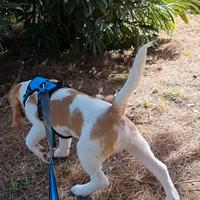 Cucciolo di Beagle maschio
