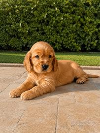 Cocker spaniel inglese
