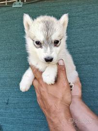 Husky