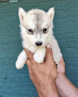 Husky