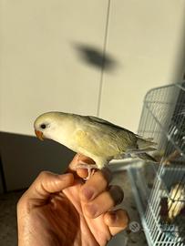 Pappagalli allevati a mano