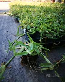 104 piante di Gramignone  (The original)