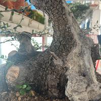 Bonsai olivastro