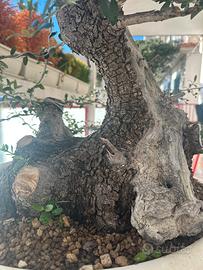 Bonsai olivastro
