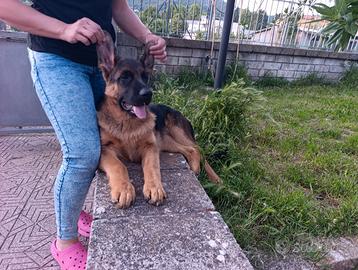 Cucciolo pastore tedesco