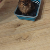 Cane taglia piccola