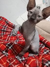 Gattini canadian sphynx 