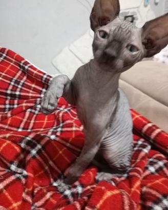 Gattini canadian sphynx 