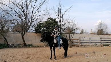 Cavallo/Puledra