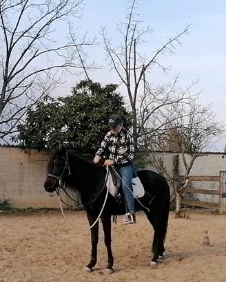 Cavallo/Puledra