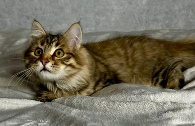 Siberiano ipoallergenico cucciolone