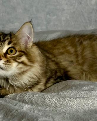 Siberiano ipoallergenico cucciolone