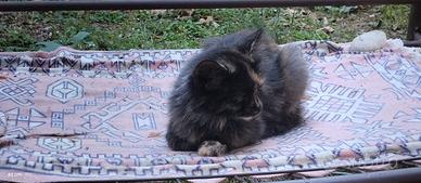 Gatti 5 mesi da adottare