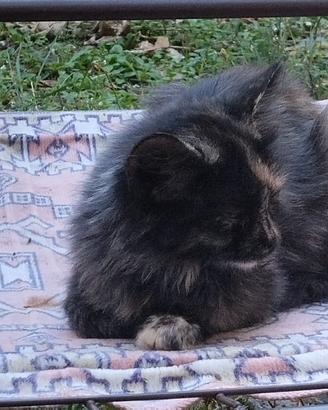 Gatti 5 mesi da adottare