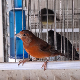 Ibridi di Cardinalino del Venezuela x canarina
