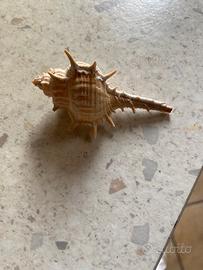 Conchiglie da collezione