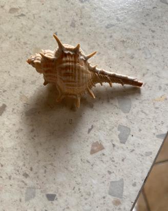 Conchiglie da collezione