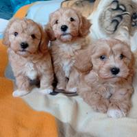 Maltipoo toy
