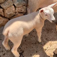 Vendita agnelli Texel