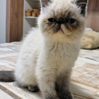Exotic Shorthair