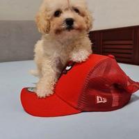 Maltipoo toy