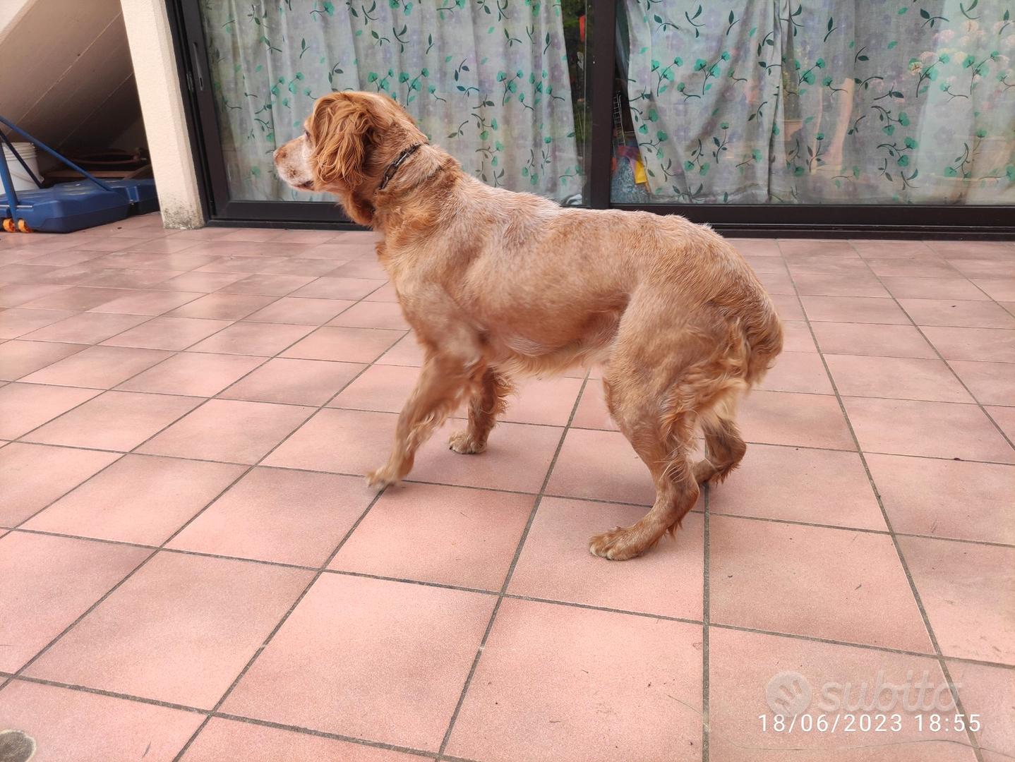 Cane Breton femmina Animali In vendita a Treviso