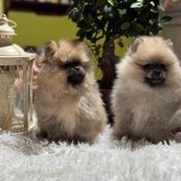 Spitz Pomerania nano