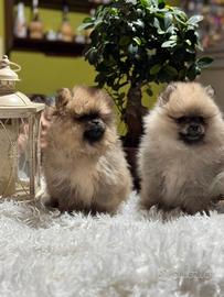 Spitz Pomerania nano