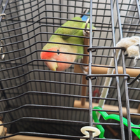 Pappagallo inseparabile