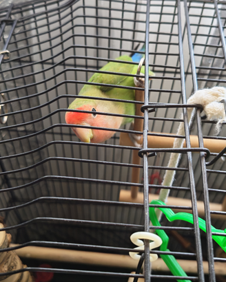 Pappagallo inseparabile