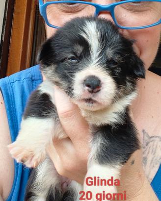Welsh Corgi Pembroke
