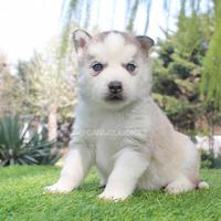 Cucciolo di Husky grigio